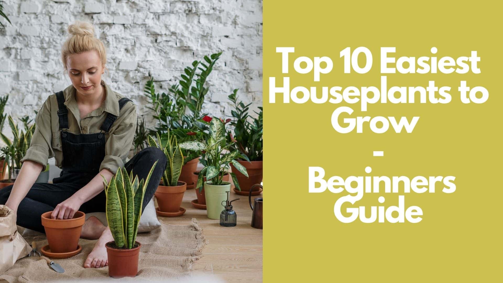 Top 10 Easiest Houseplants to Grow  Beginners Guide