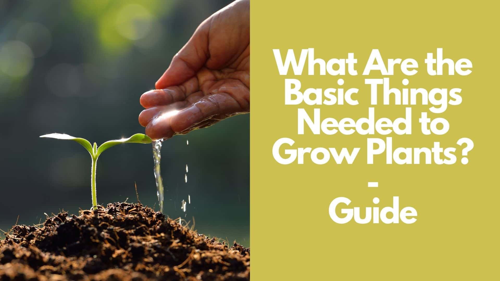 What Are the Basic Things Needed to Grow Plants  Guide