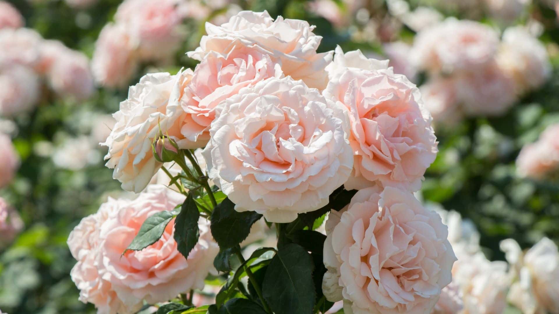 How to Get Big Flowers in Rose Plants Naturally: 10 Top Tips