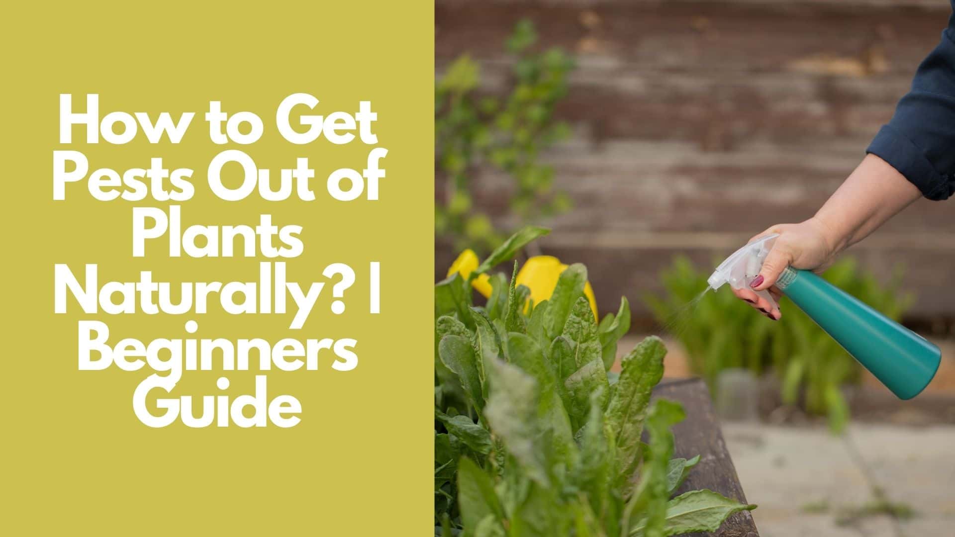 How to Get Pests Out of Plants Naturally  Beginners Guide
