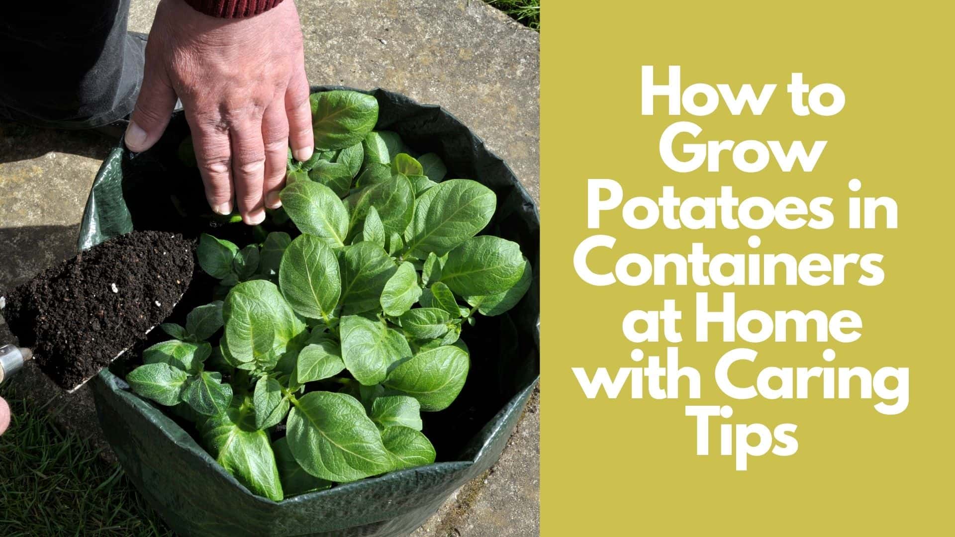 How to Grow Potatoes in Containers  at Home with Caring Tips