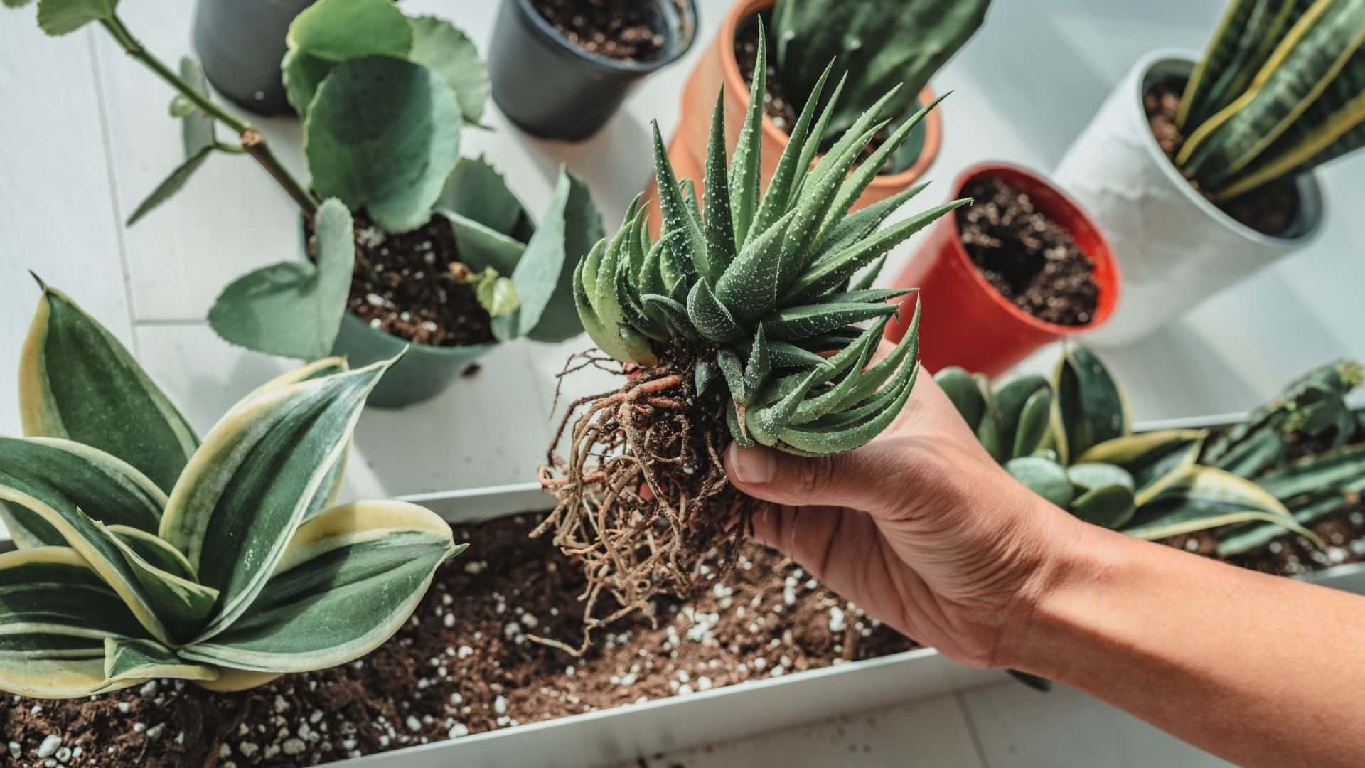 How to Grow Succulents Indoors with Caring Tips  Guide 