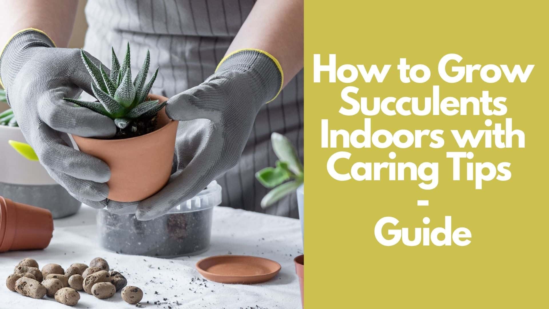 How to Grow Succulents Indoors with Caring Tips  Guide 