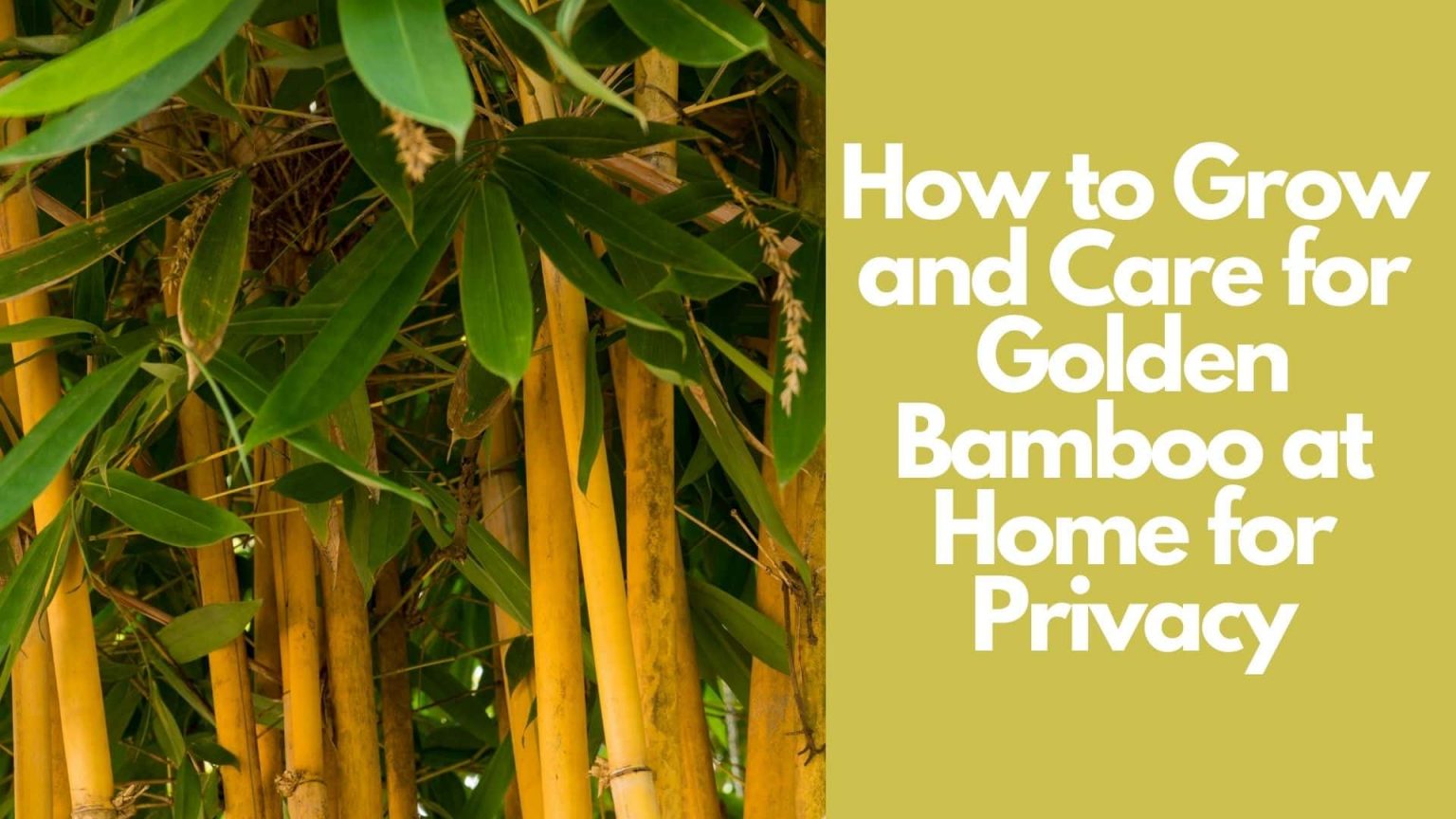 Golden Bamboo: Plant Care & Growing Guide For Home Privacy