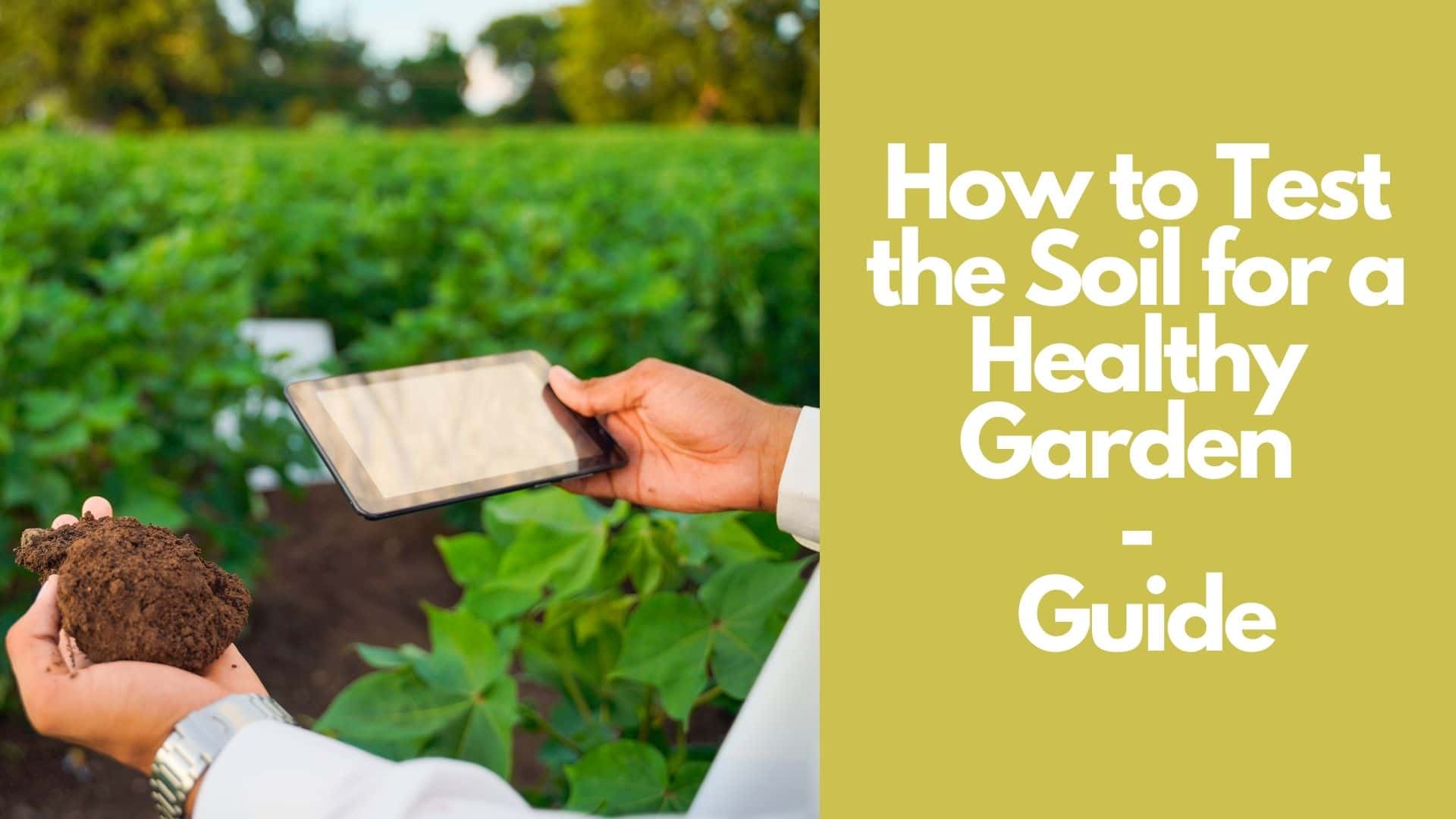How to Test the Soil for a Healthy Garden Guide