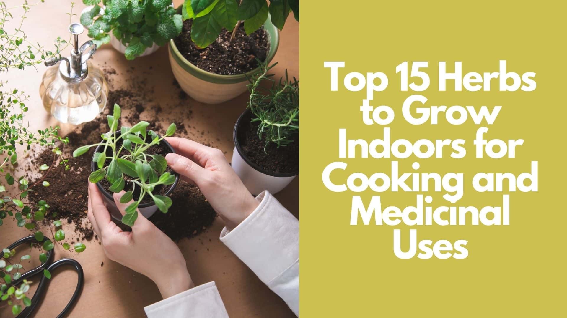Top 15 Herbs to Grow Indoors for Cooking and Medicinal Uses