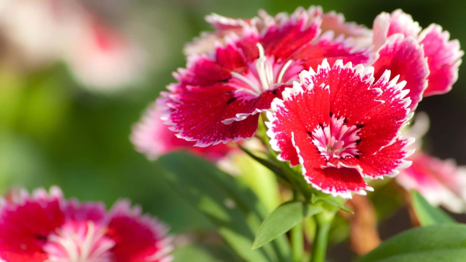 20 Easy Flowers for Beginners to Grow in Your Garden | Guide