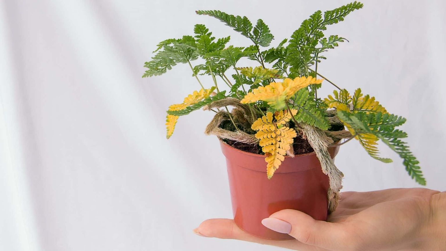 Why Plant Leaves Turn Yellow and How to Fix Them? Guide