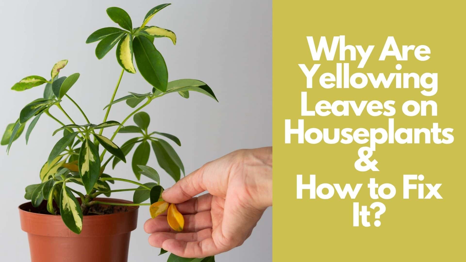 Why Are Yellowing Leaves on Houseplants & How to Fix It