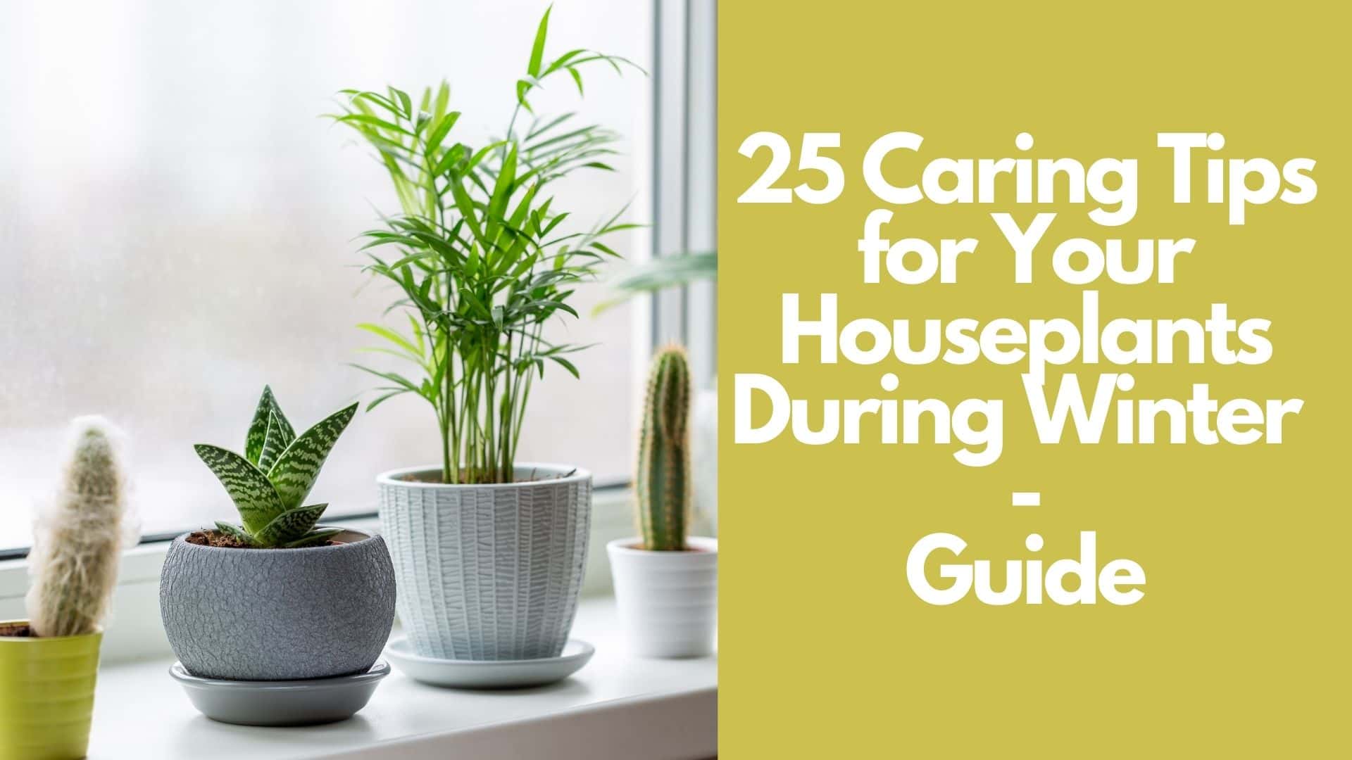 25 Caring Tips for Your Houseplants During Winter | Guide