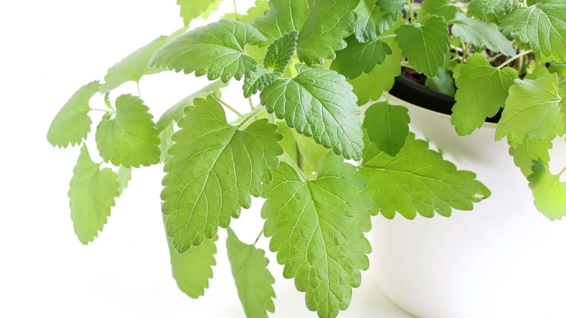 25 Plants and Herbs That Naturally Repel Mosquitoes at Home