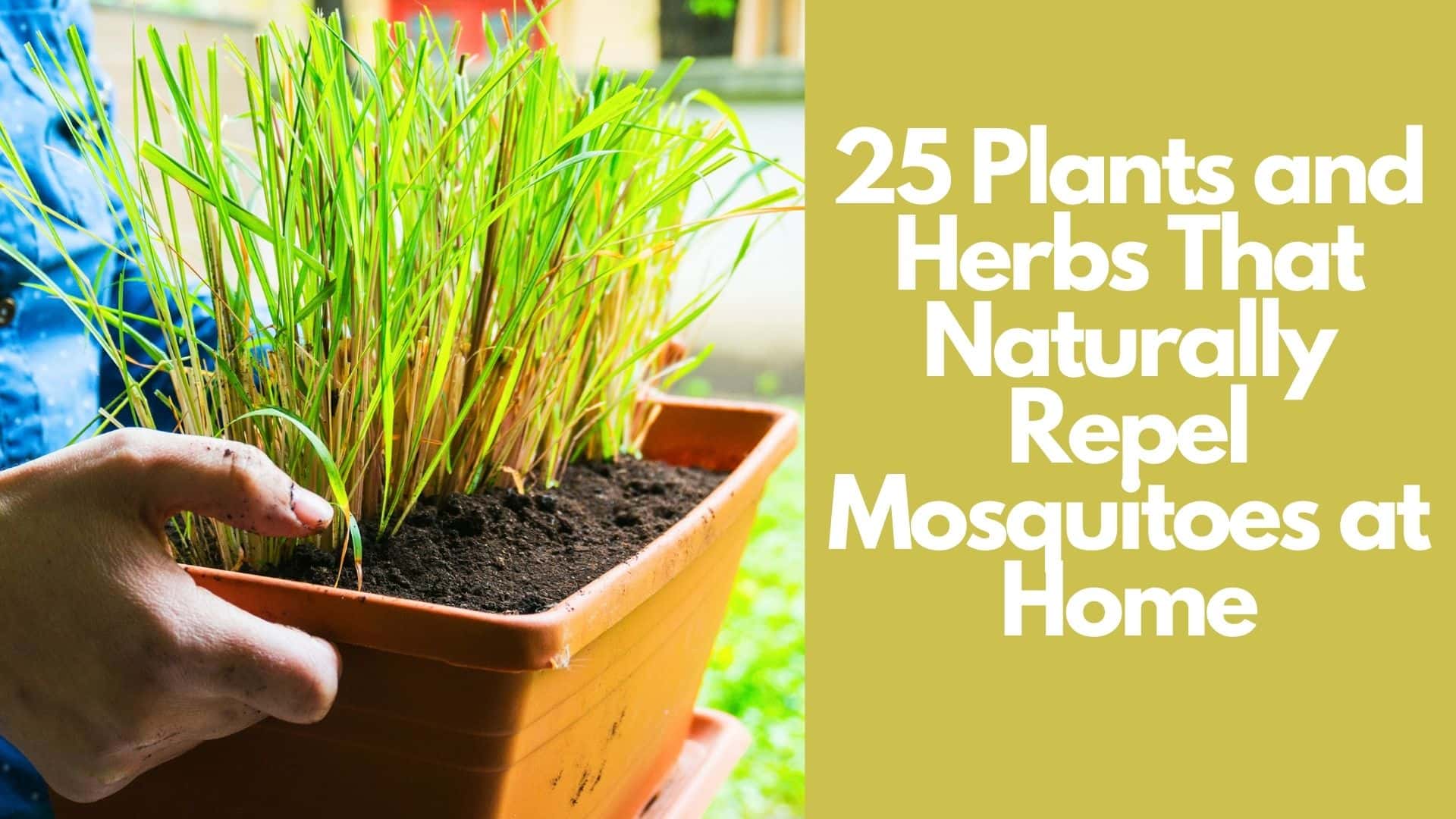 25 Plants and Herbs That Naturally Repel Mosquitoes at Home