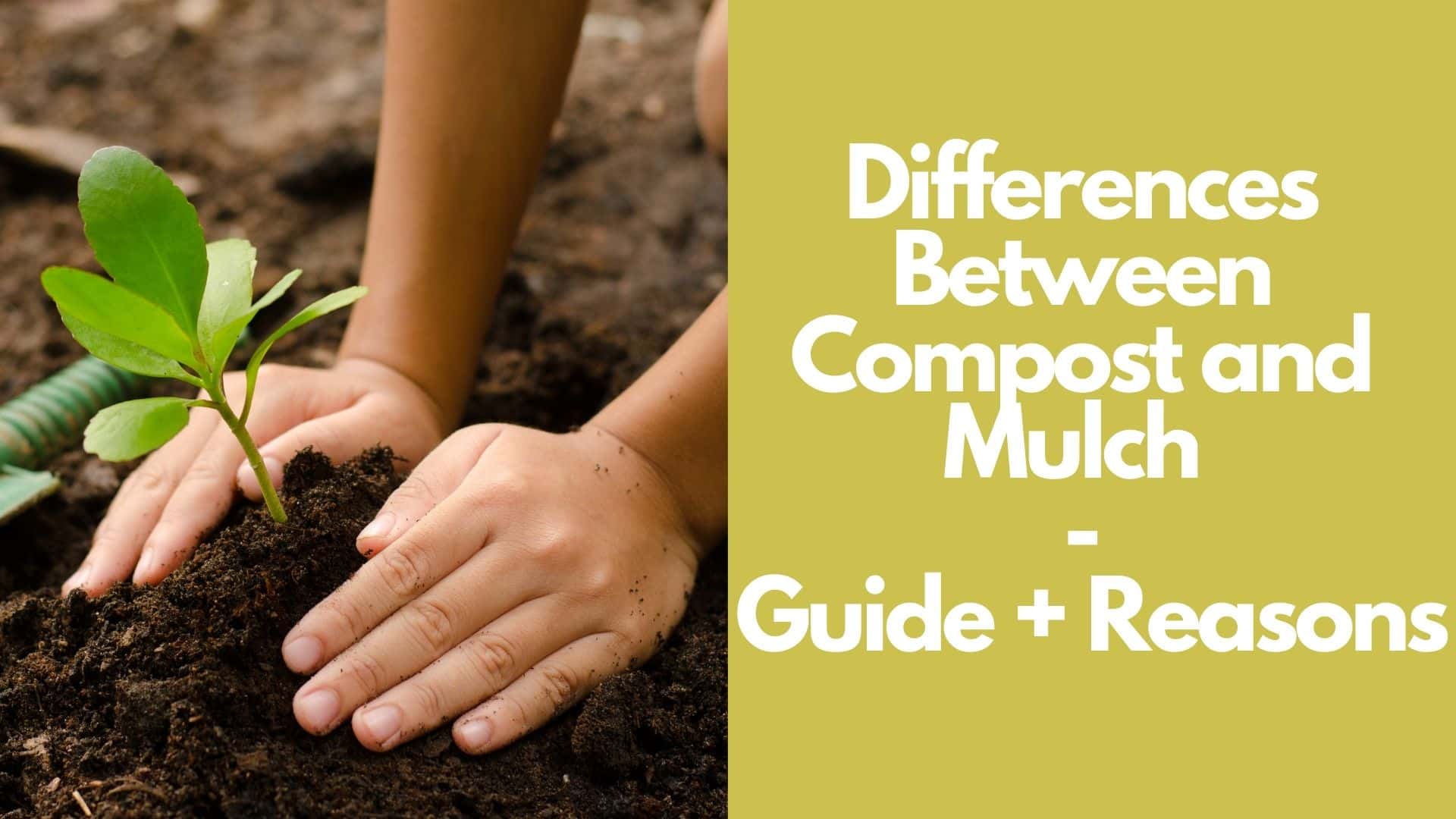 Differences Between Compost and Mulch | Guide + Reasons