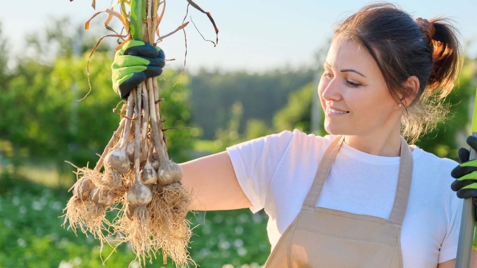 Can You Plant Garlic From The Grocery Store How To Guide
