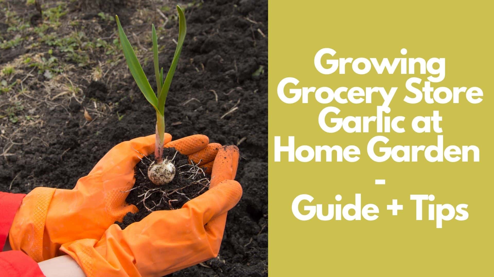 Can You Plant Garlic from the Grocery Store: How to Guide