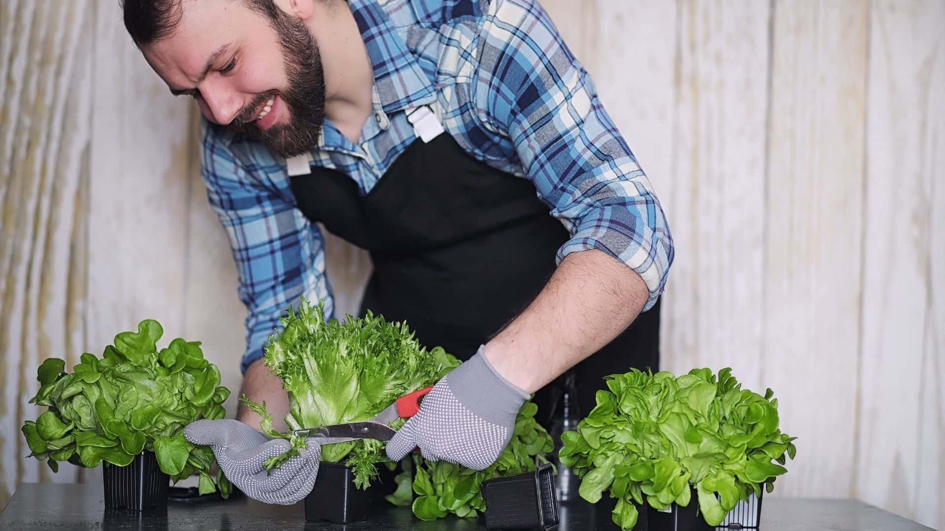 Guide to Grow and Care for Lettuce in Container at Home