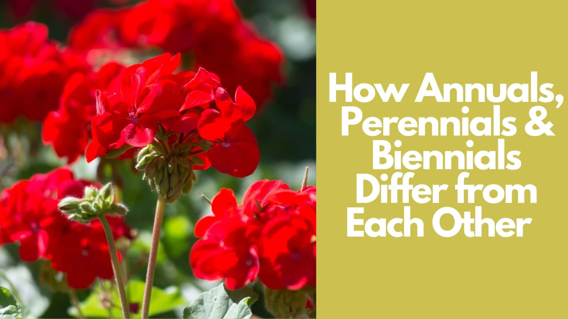 How Annuals, Perennials & Biennials Differ from Each Other  