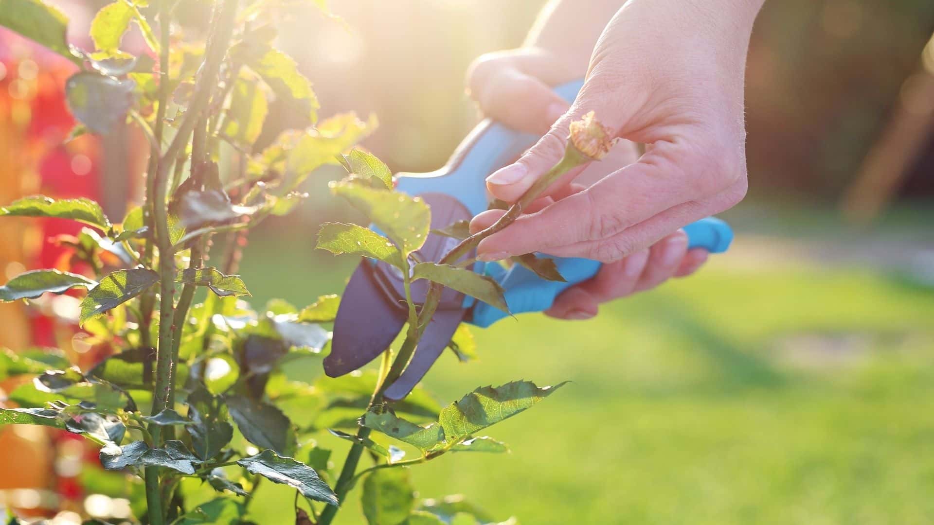How to Prune Your Roses for Healthy Growth Guide+Easy Tips