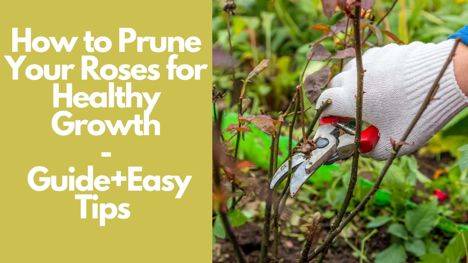 How to Prune Your Roses for Healthy Growth  Guide+Easy Tips 