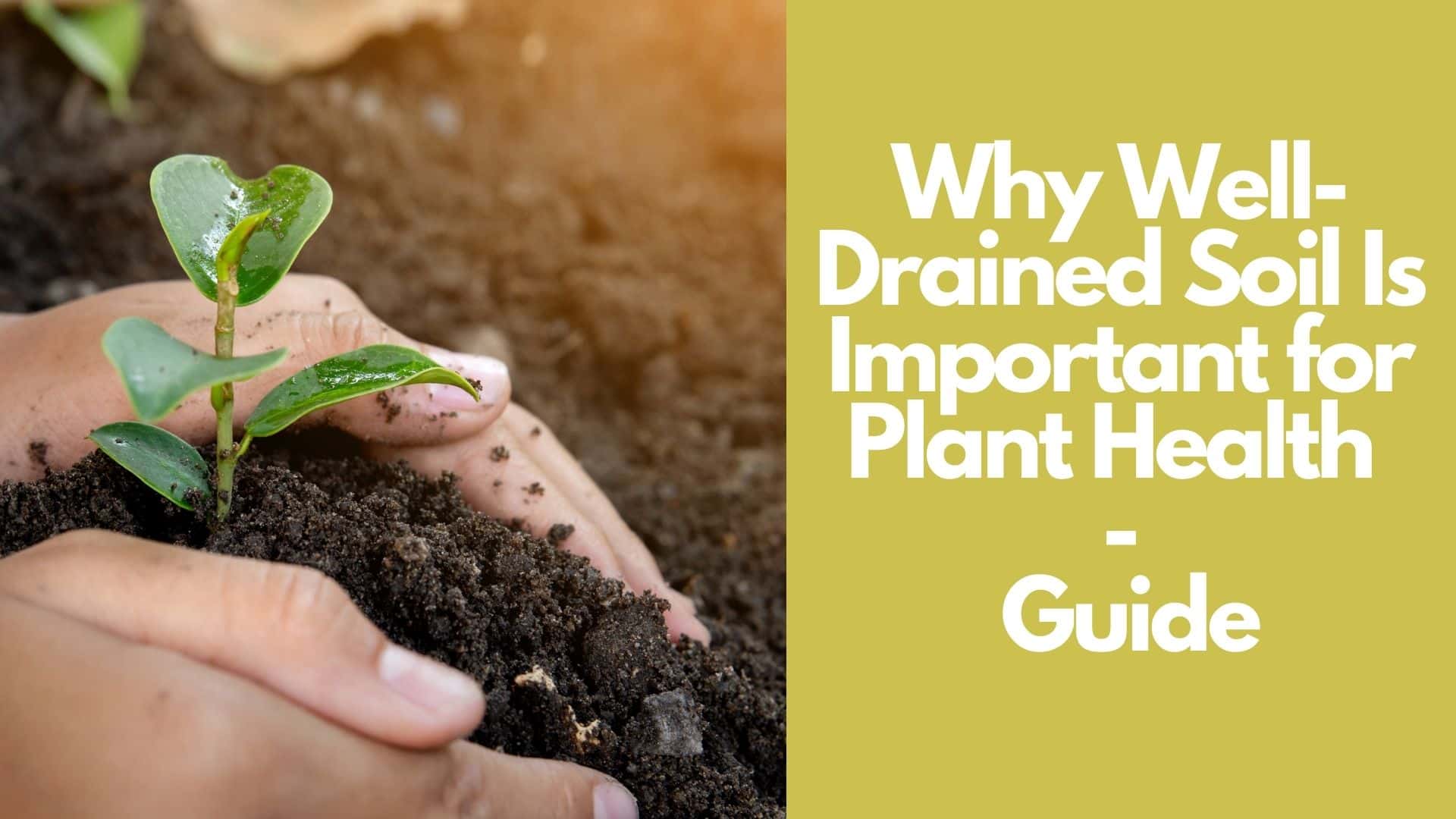 Why Well-Drained Soil Is Important for Plant Health | Guide