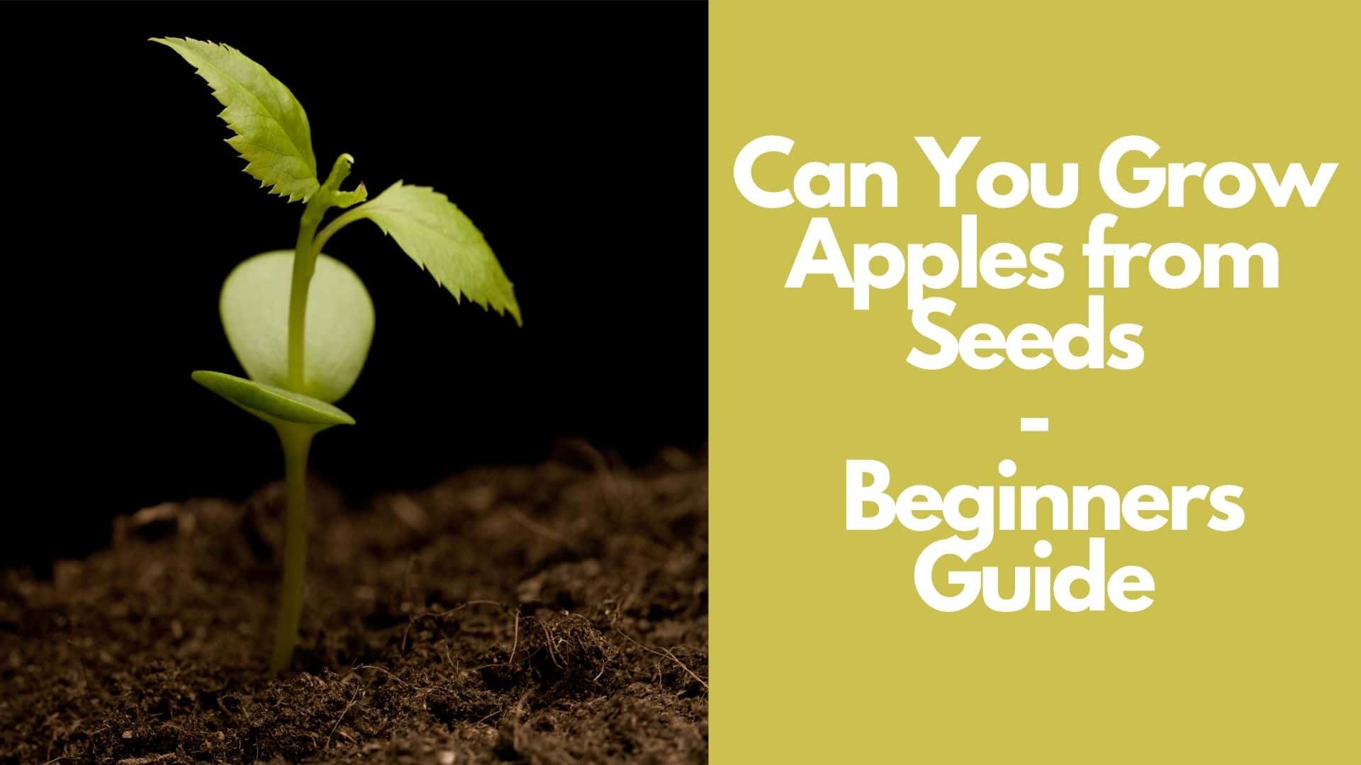 Can You Grow Apples from Seeds | Beginners Guide