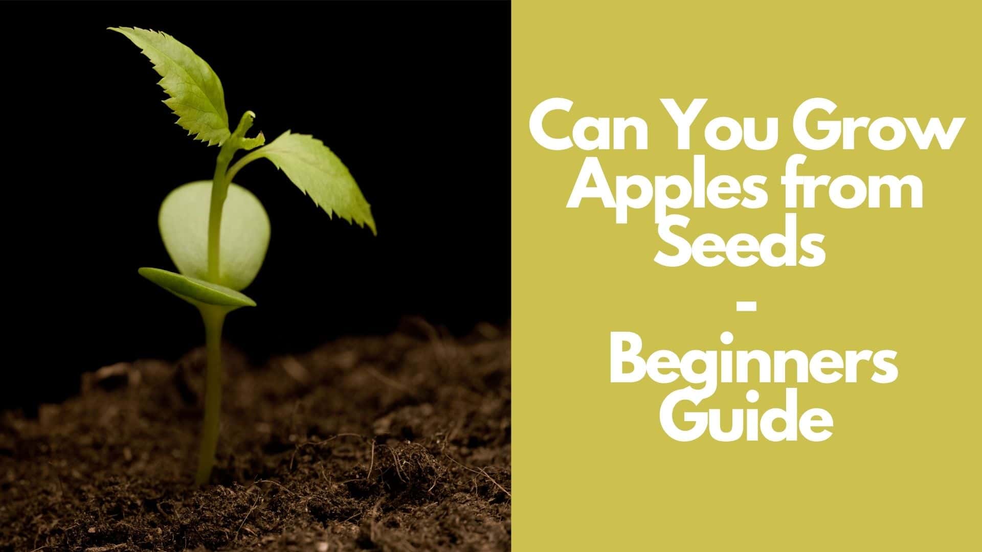 Can You Grow Apples From Seeds At Home Stepwise Guide