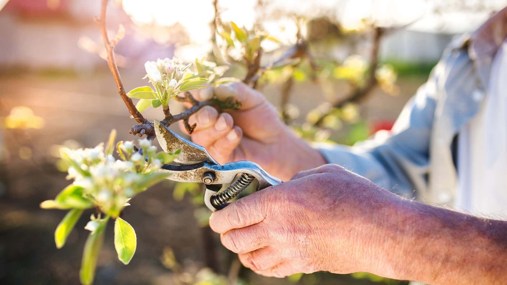 Can You Grow Apples from Seeds | Beginners Guide