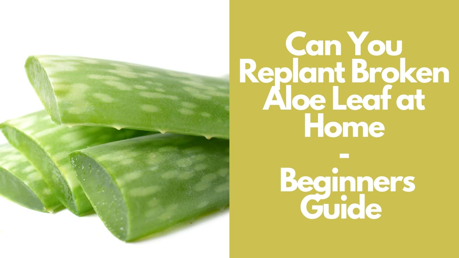 Can You Replant Broken Aloe Leaf at Home: Beginners Guide