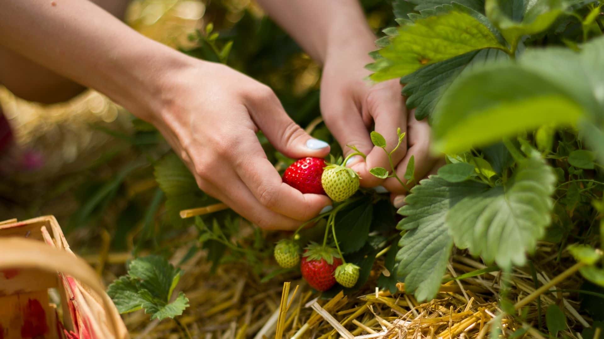 Do Strawberries Ripen After Picking: A-Z Guide