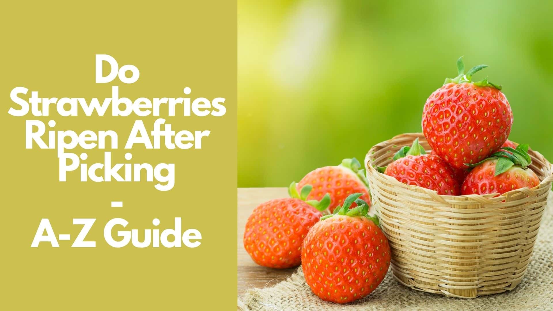  Do Strawberries Ripen After Picking: A - Z Guide