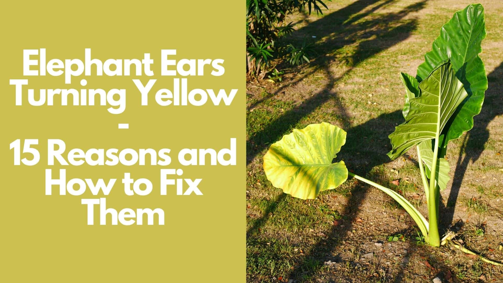 Elephant Ears Turning Yellow: 15 Reasons and How to Fix Them