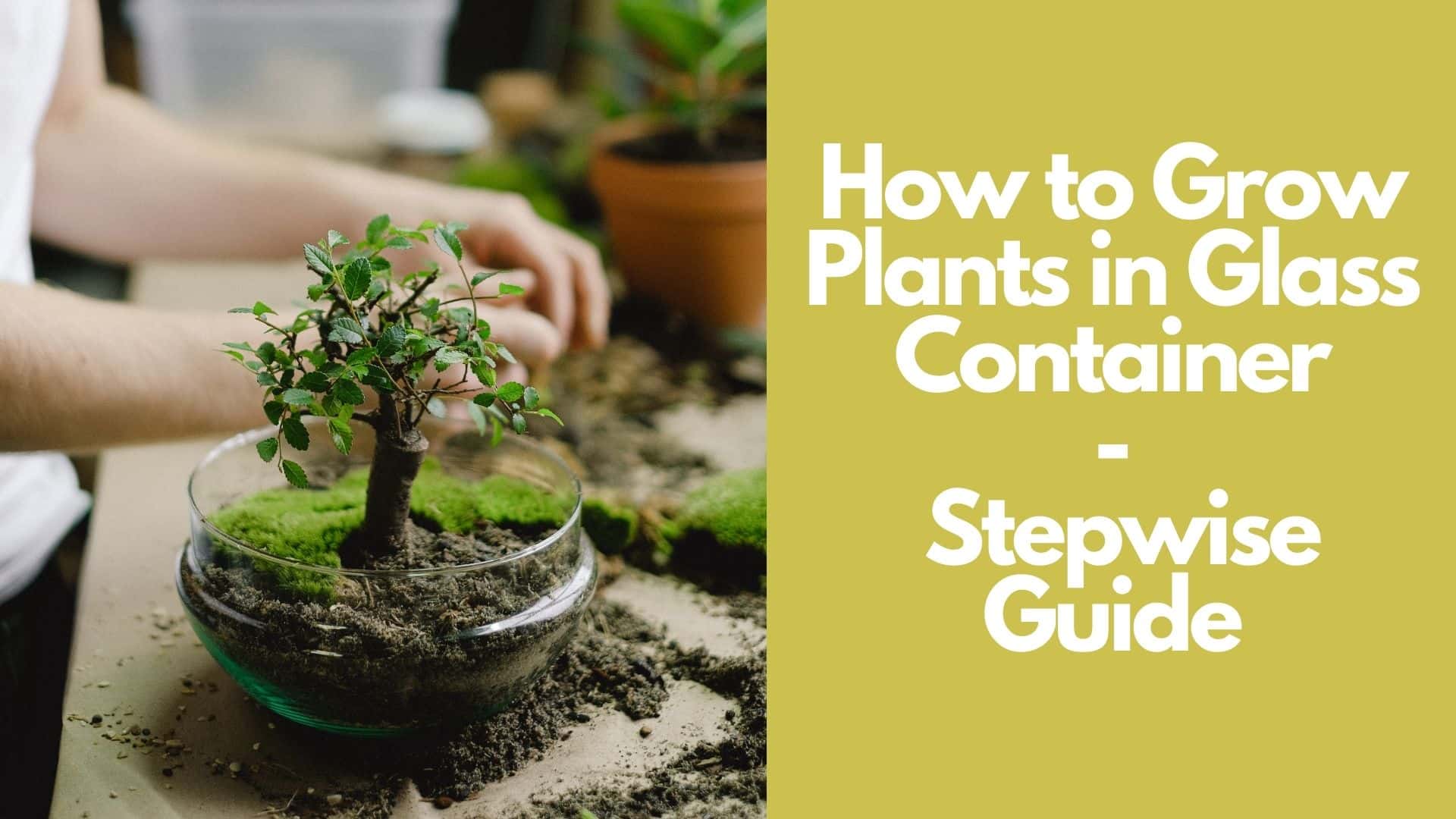 How to Grow Plants in Glass Containers 6 Steps Easy Guide