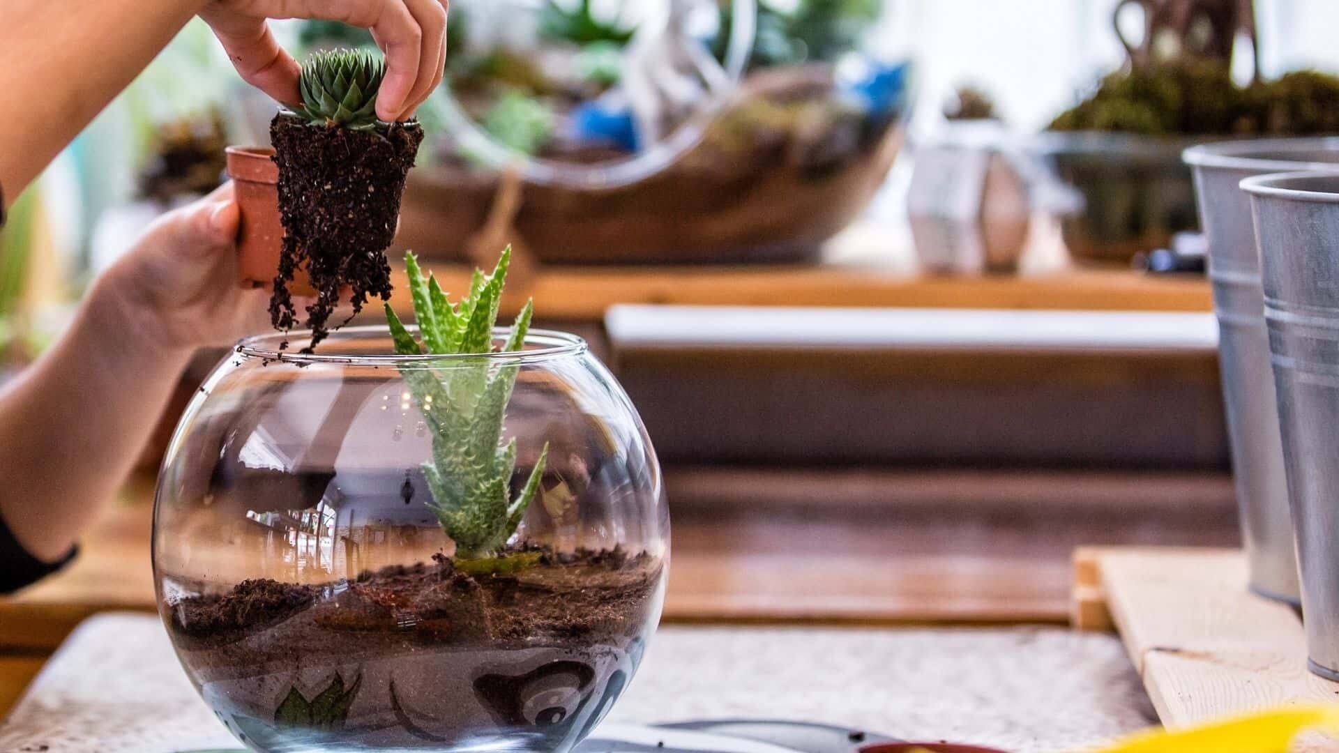 How to Grow Plants in Glass Container: Stepwise Guide