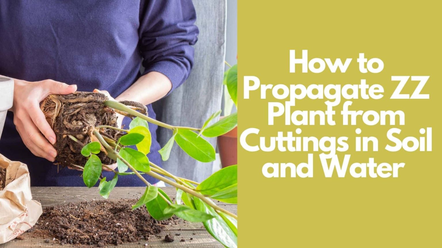 How to Propagate a ZZ Plant in Soil and Water from Cuttings