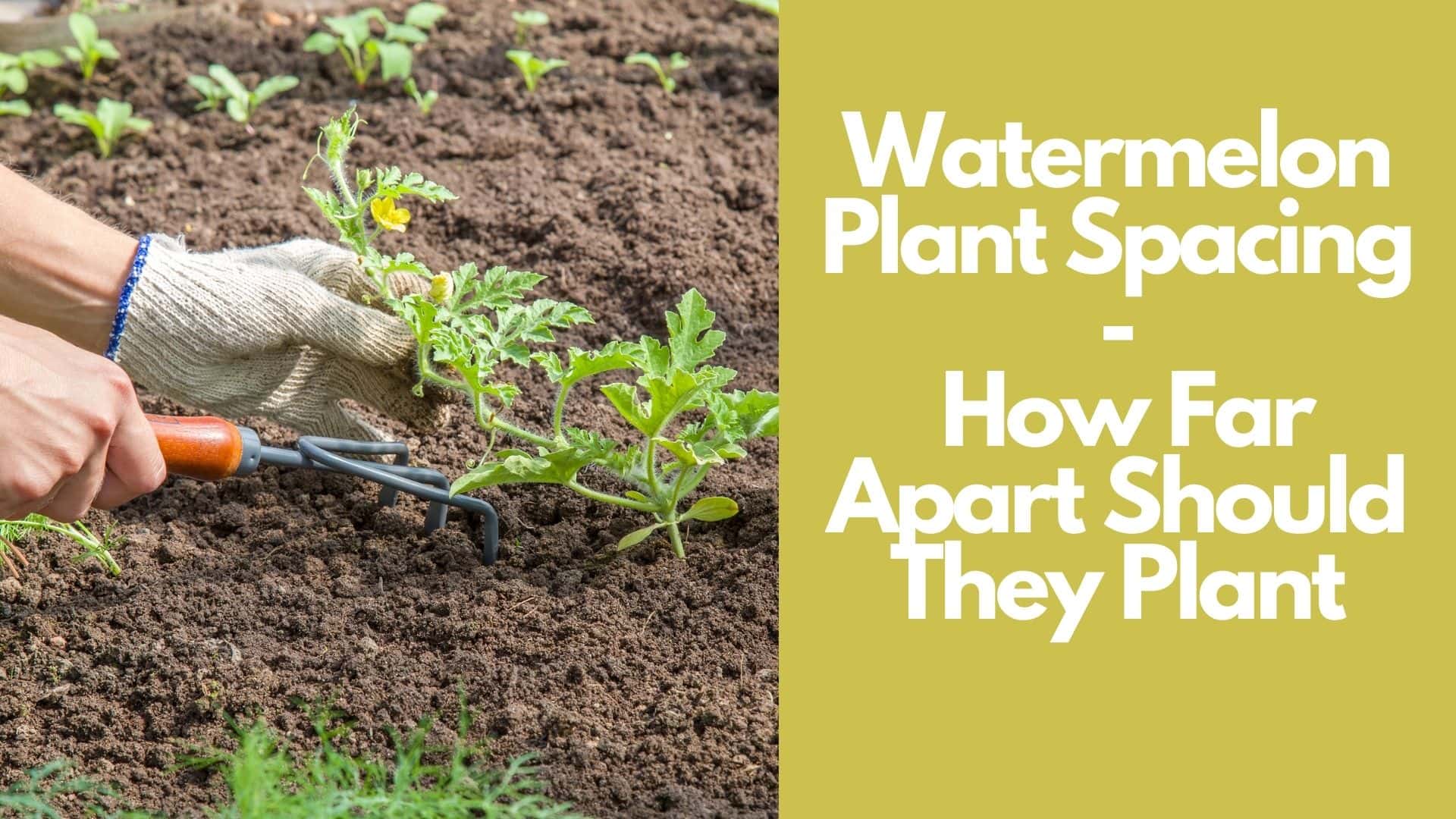 Watermelon Plant Spacing: How Far Apart Should They Plant