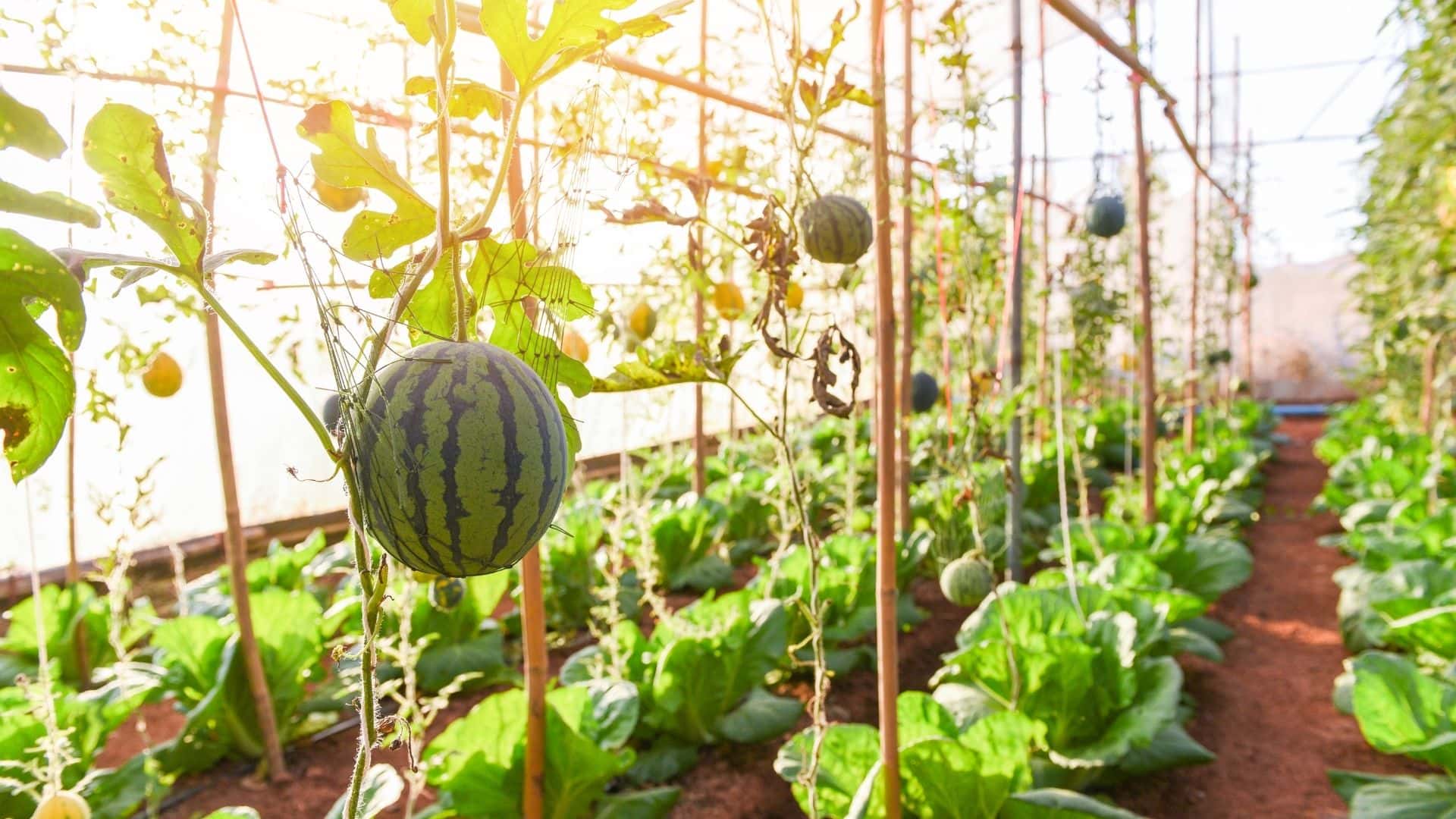 Watermelon Plant Spacing: How Far Apart Should They Plant