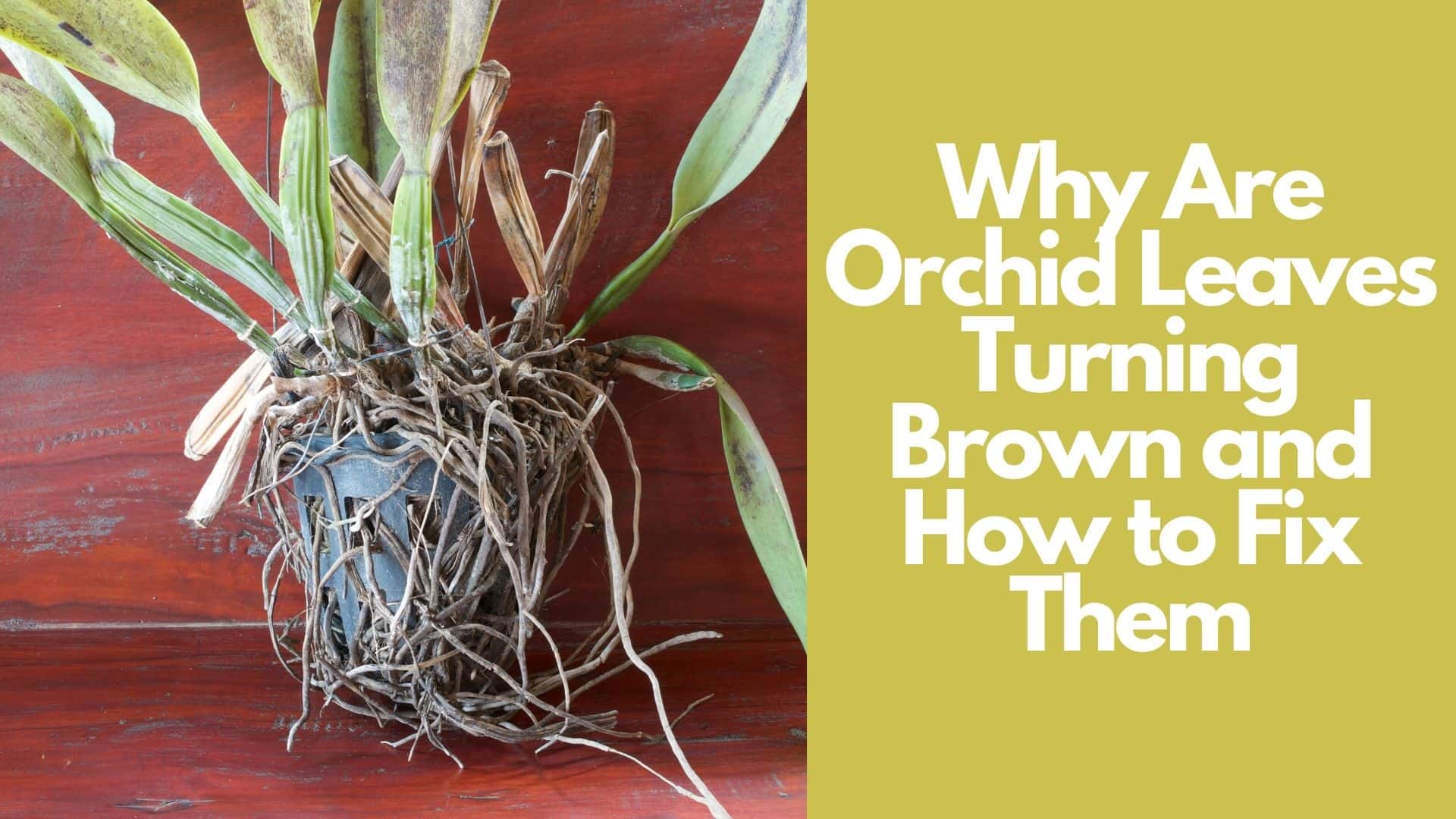 Why Are Orchid Leaves Turning Brown and How to Fix Them