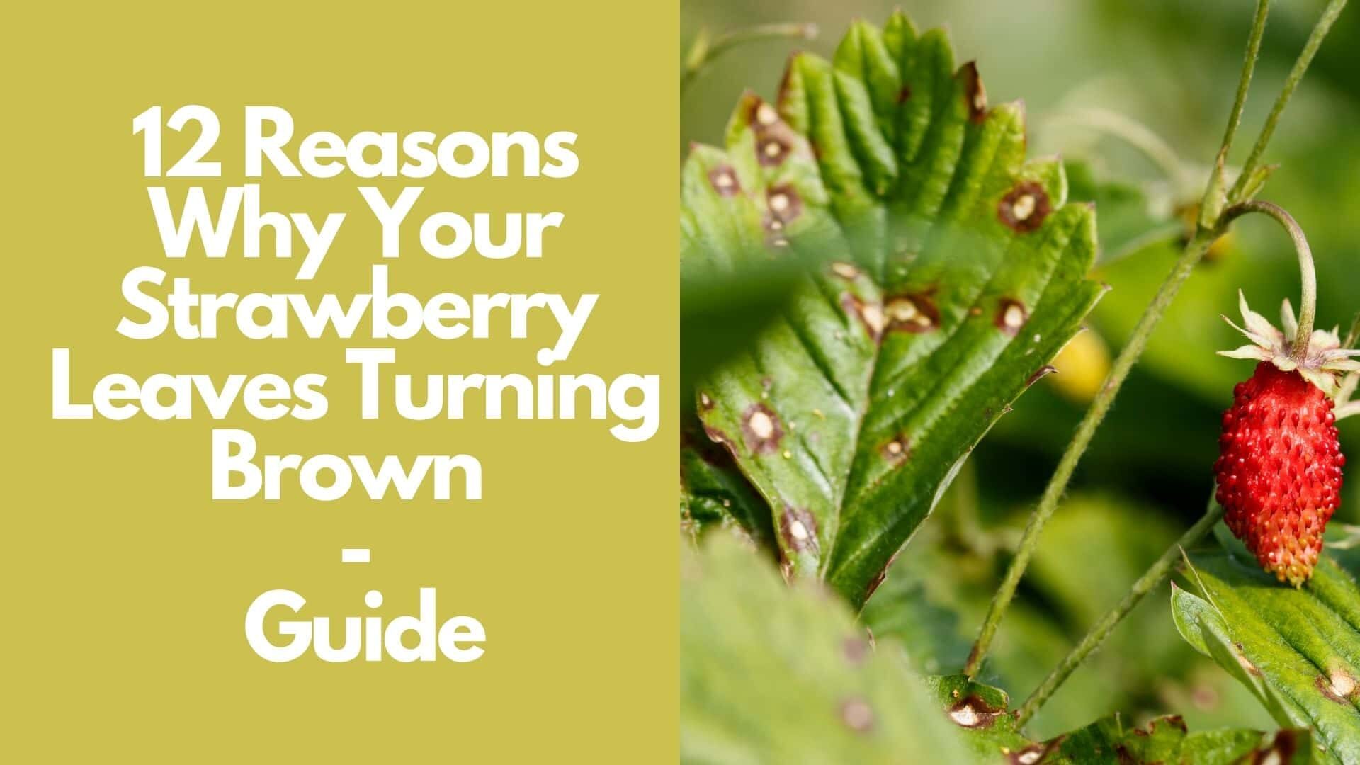 12 Reasons Why Your Strawberry Leaves Turning Brown | Guide
