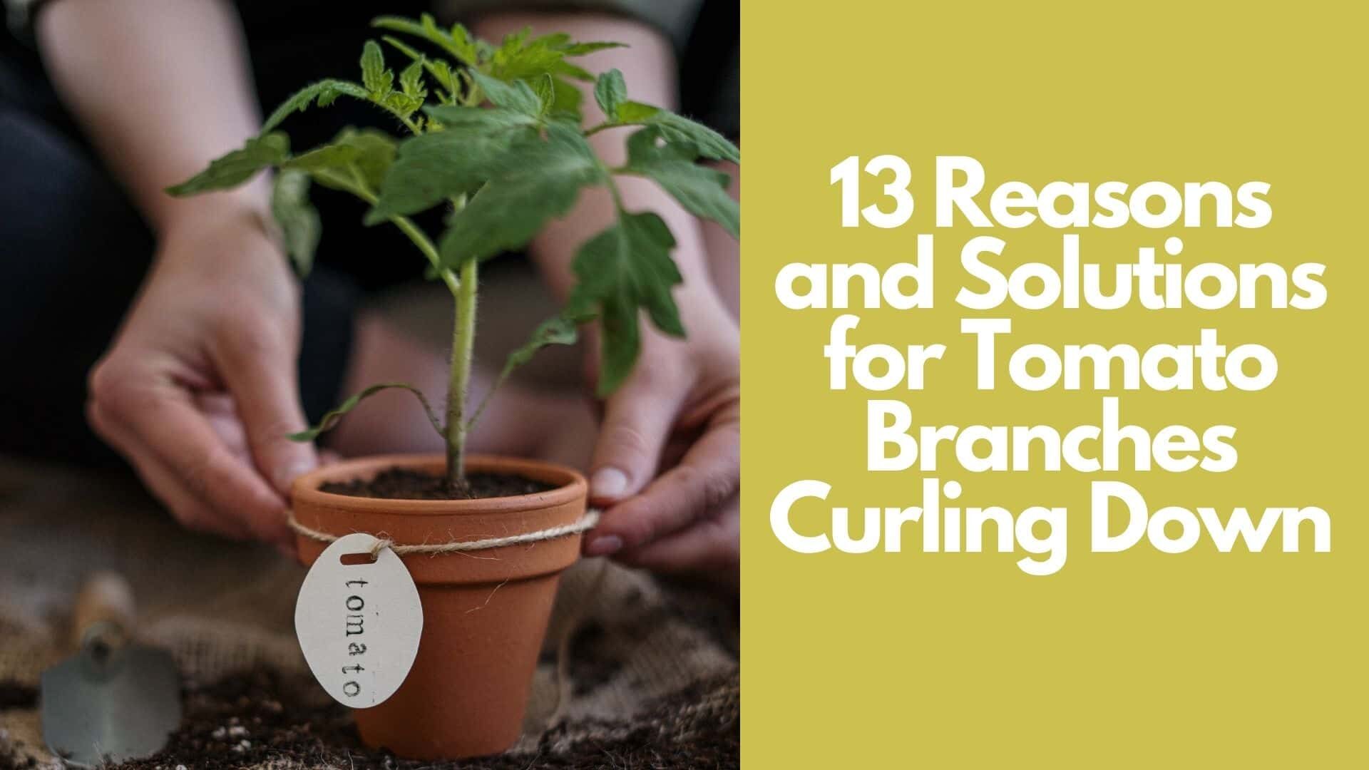 13 Reasons and Solutions for Tomato Branches Curling Down