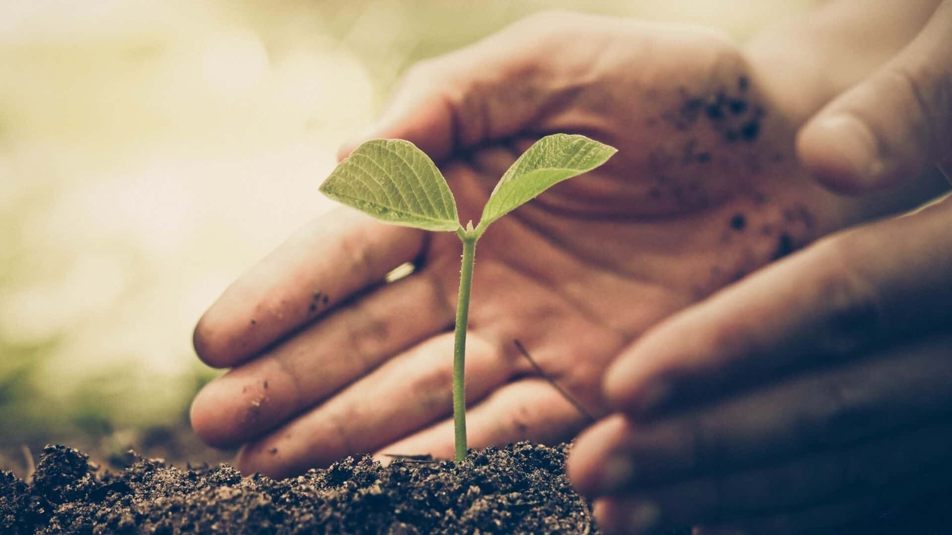 What Are the 15 Natural Phosphorus Sources for Your Plants?