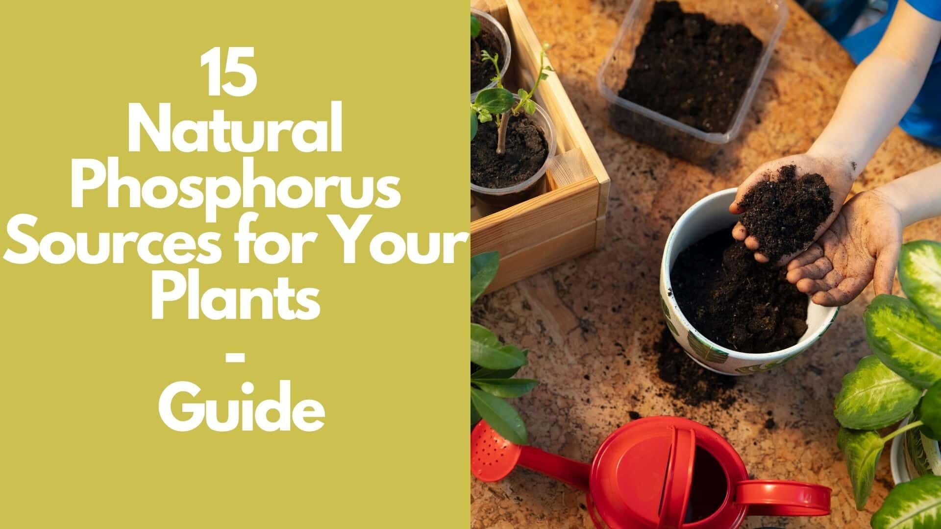 15 Natural Phosphorus Sources for Your Plants: Guide