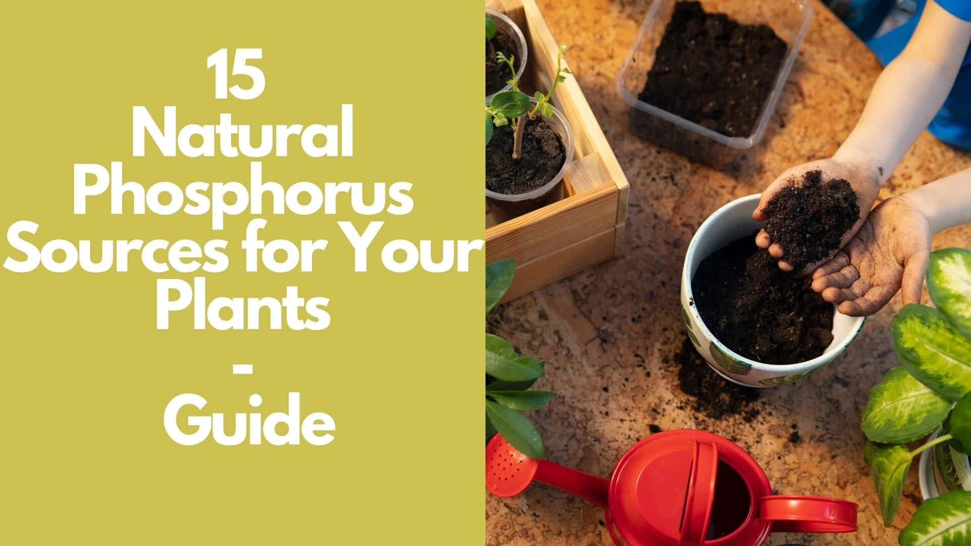 what-are-the-15-natural-phosphorus-sources-for-your-plants