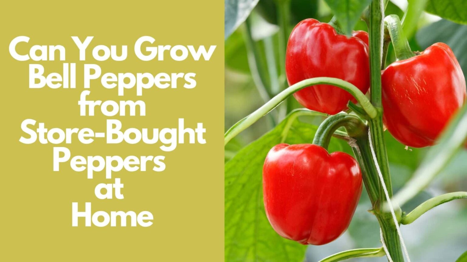 Can You Grow Bell Peppers from StoreBought Peppers at Home?