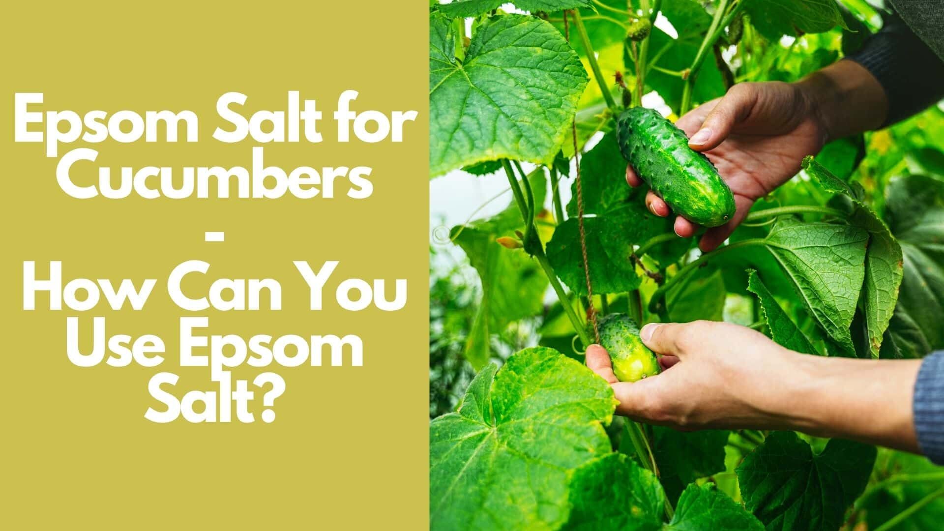 Epsom Salt for Cucumbers: How Can You Use Epsom Salt?