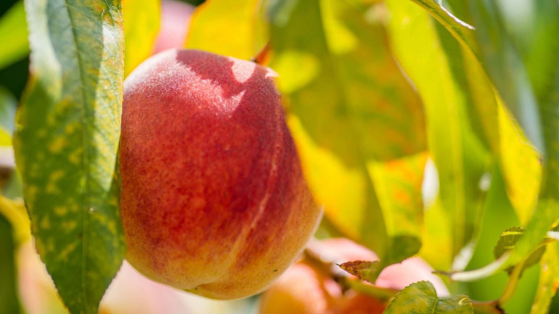 Why Peach Tree Leaves Turning Yellow in Summer Guide to Fix