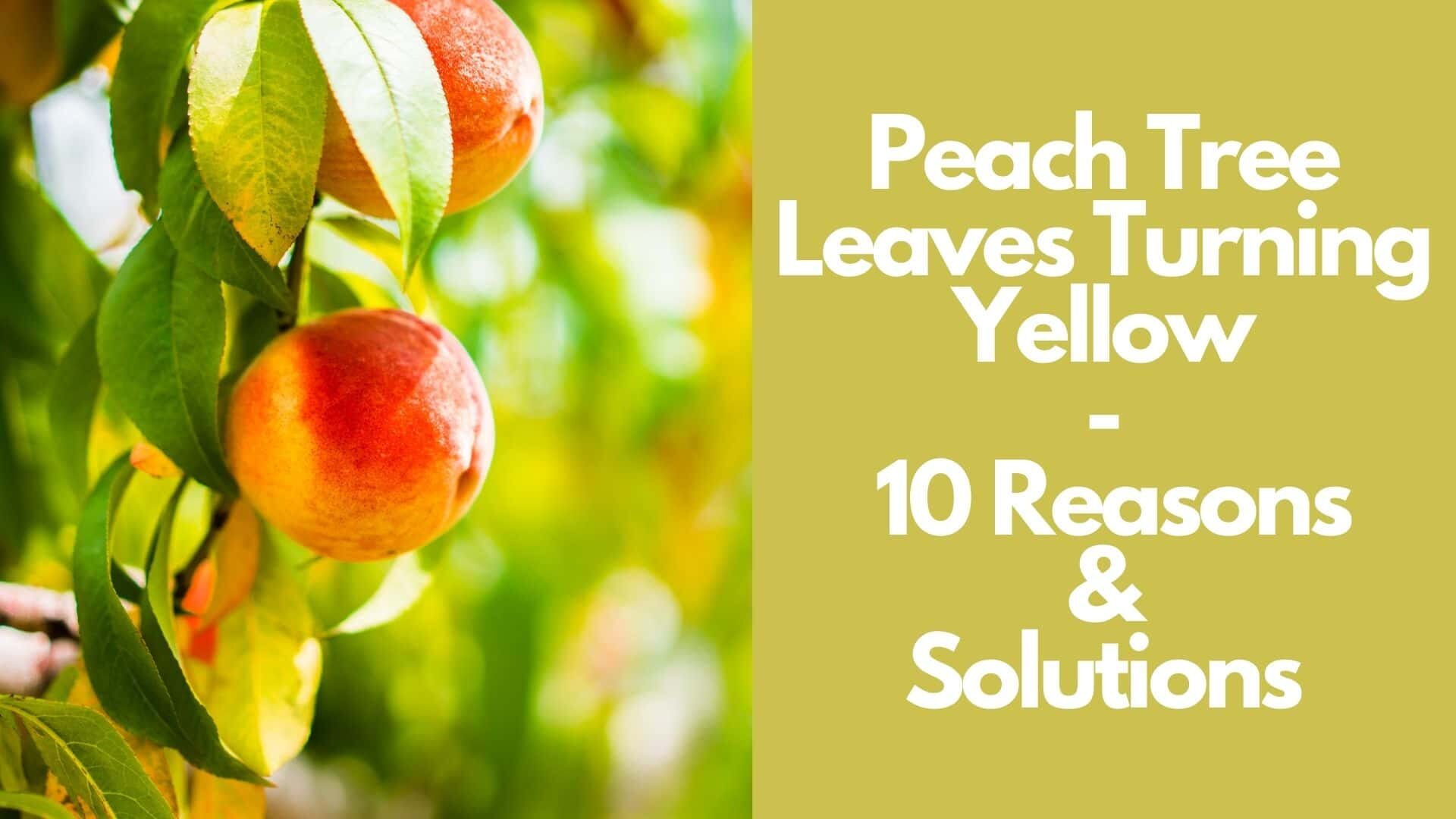 Peach Tree Leaves Turning Yellow: 10 Reasons & Solutions