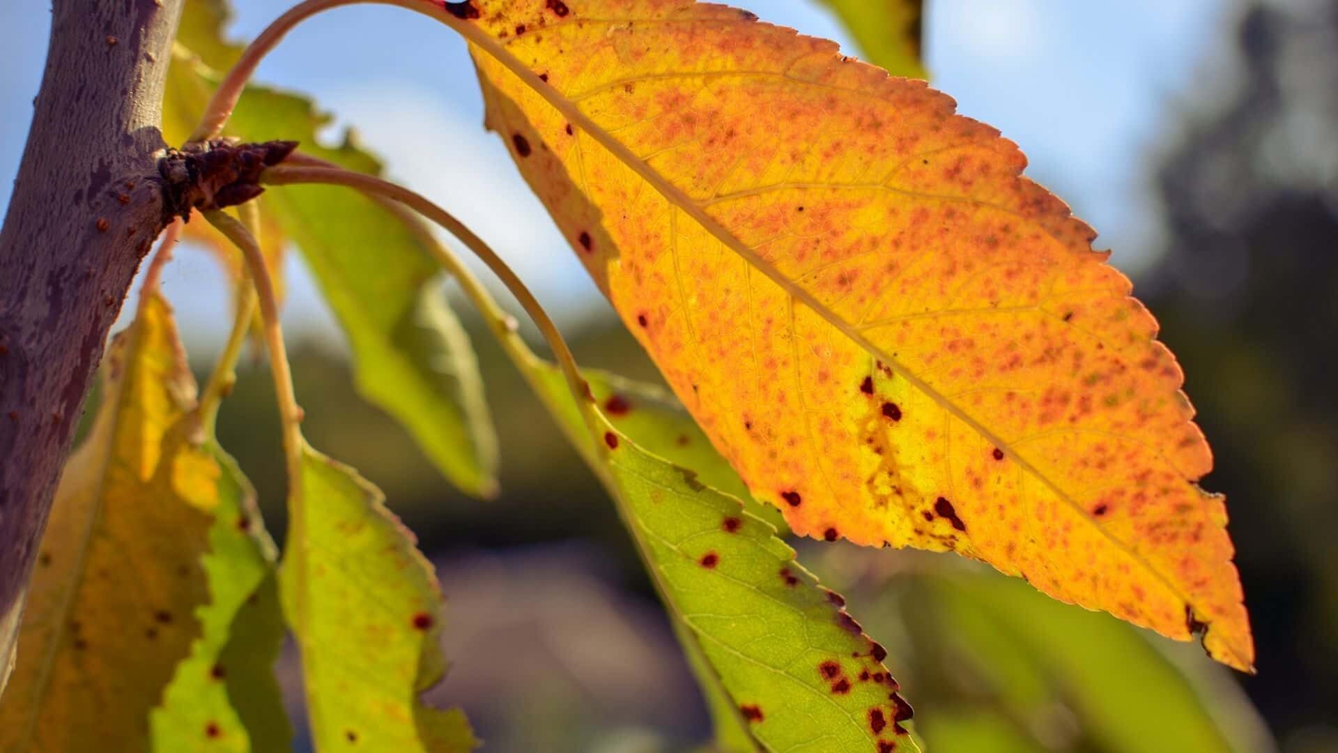 Peach Tree Leaves Turning Yellow: 10 Reasons & Solutions