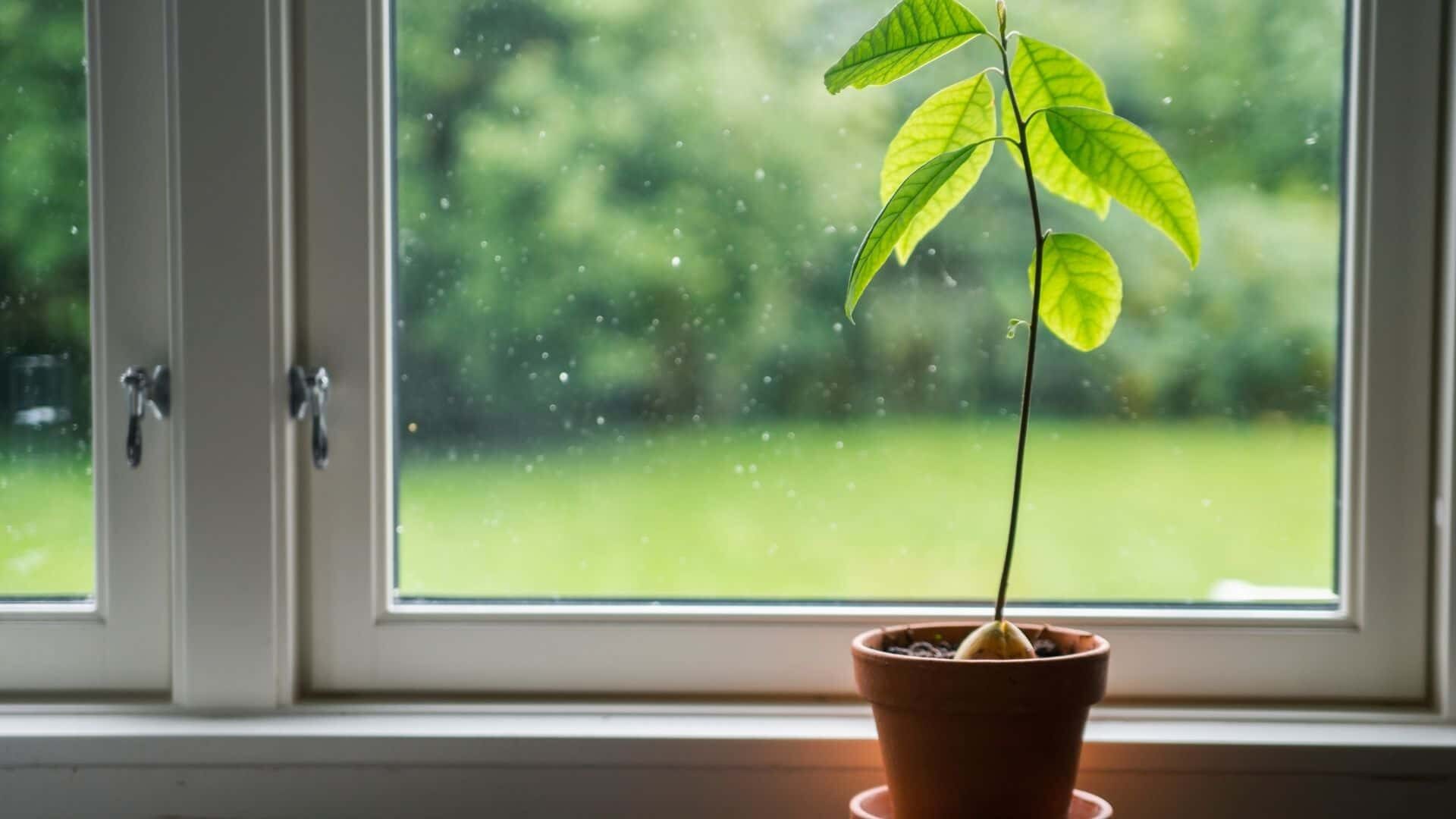 Why Are My Avocado Leaves Drooping | Guide with Reasons 