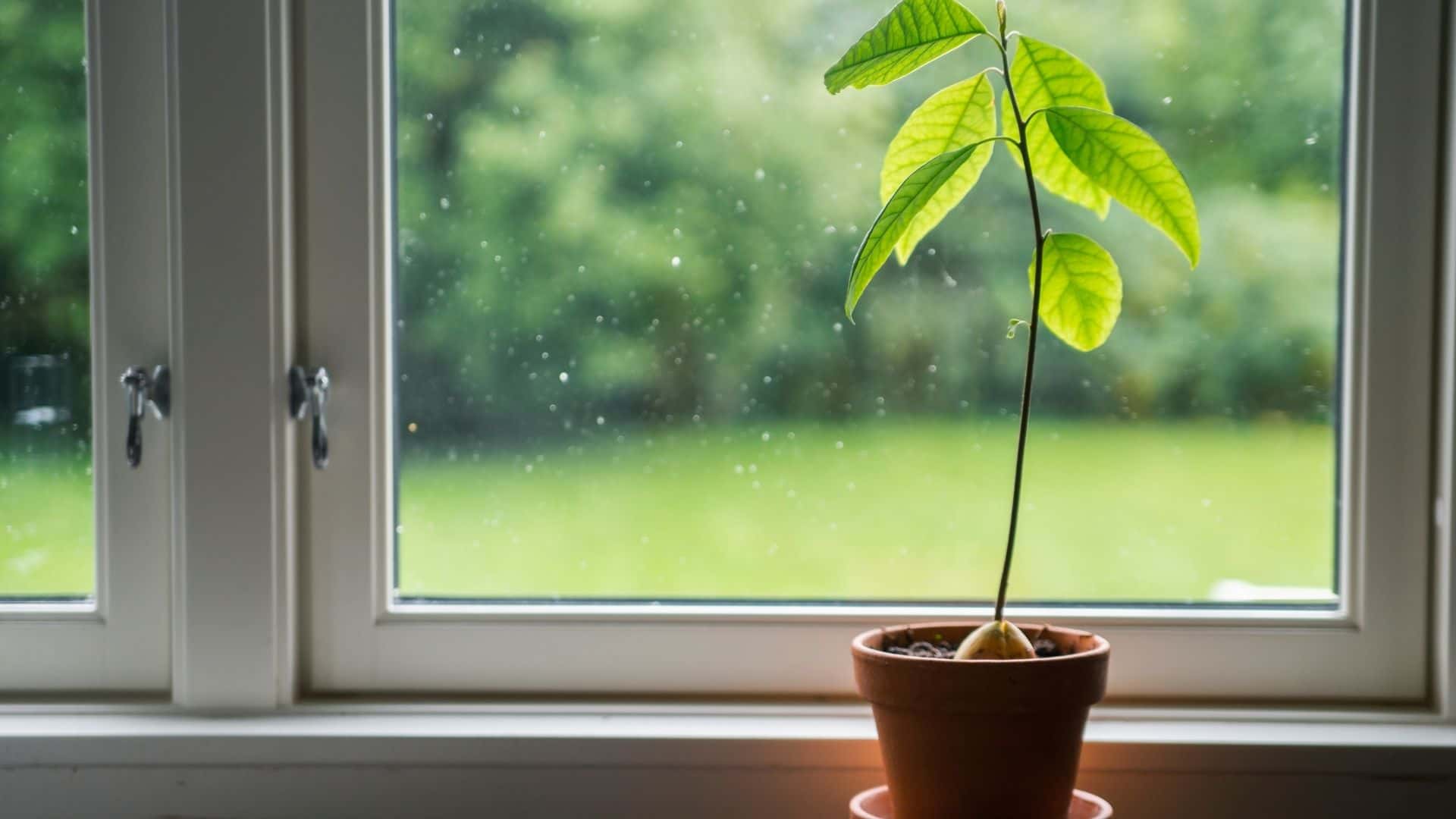 Why Avocado Leaves Drooping and How to Fix It Guide 2023