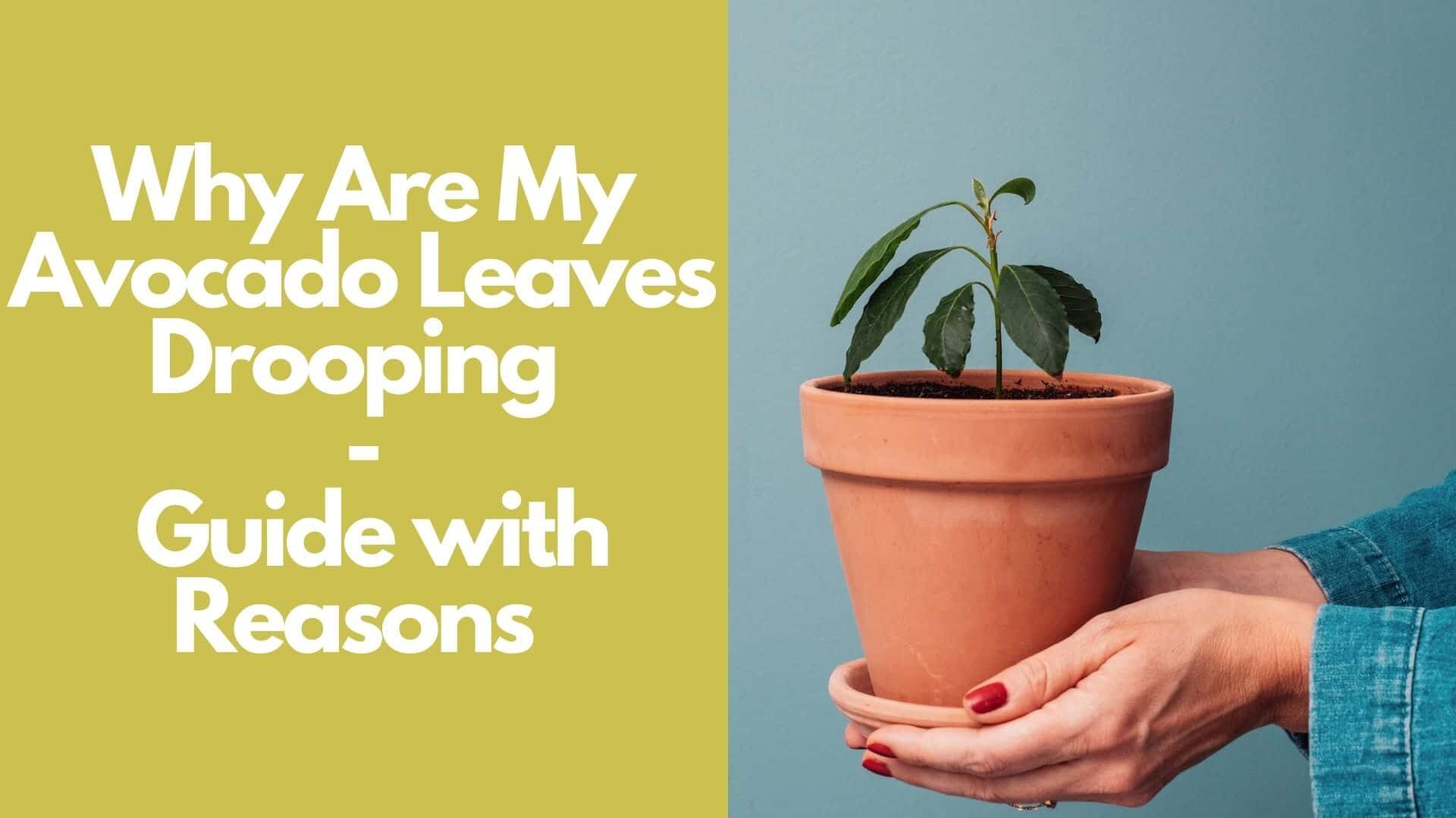 Why Are My Avocado Leaves Drooping | Guide with Reasons 